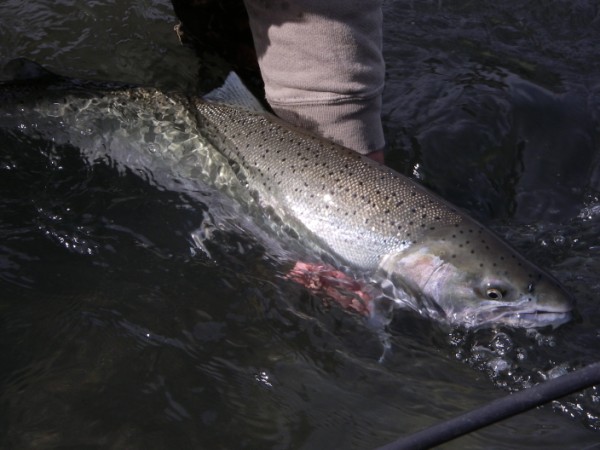 Netted Nate (600 x 450).jpg Netted Nate (600 x 450).jpg